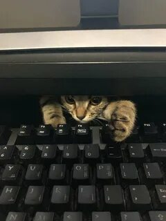 Коты на клавиатуру на телефоне