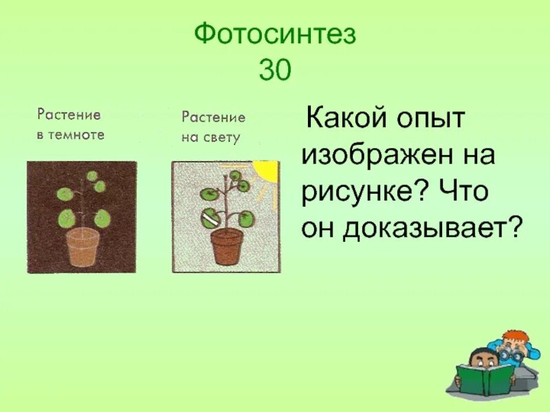 Растение в темноте и на свету опыт. Эксперимент растение на свету и в темноте. Растение в темноте на свету опыт опыт. Опыты по фотосинтезу у растений. Протекает на свету и в темноте