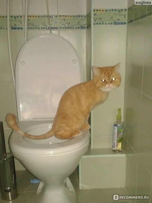 Как можно приучить кошку