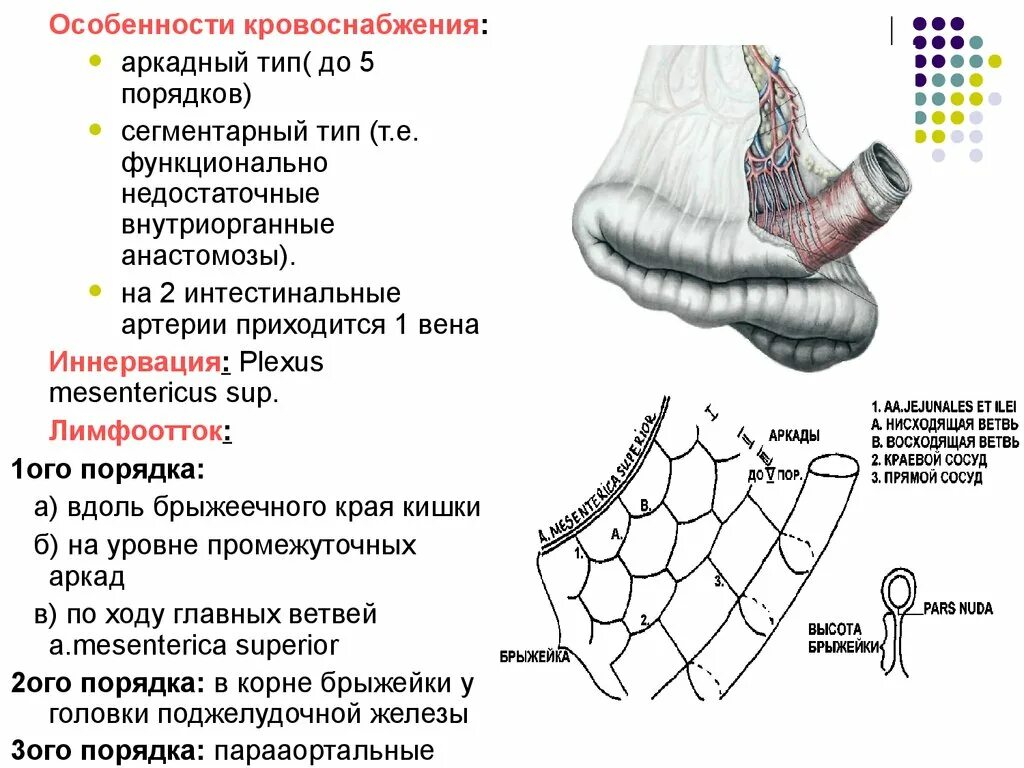 Тип кровотока 1 типа. Сегментарный тип кровоснабжения тонкой кишки. кровоснабжение тонкой кишки анатомия. кровоснабжение тощей кишки. кровоснабжение тонкой кишки топографическая анатомия.
