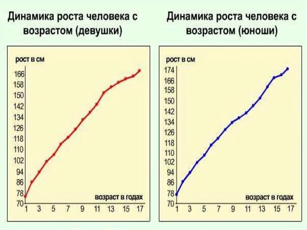 Графики изменения роста. Диаграмма роста человека. График зависимости роста. Изменение роста человека с возрастом. Возрастные изменения роста