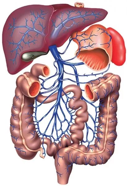 Гепатобилиарная зона что это. Система воротной вены анатомия. Гепатобилиарный тракт анатомия. Гепатобилиарная система печени.