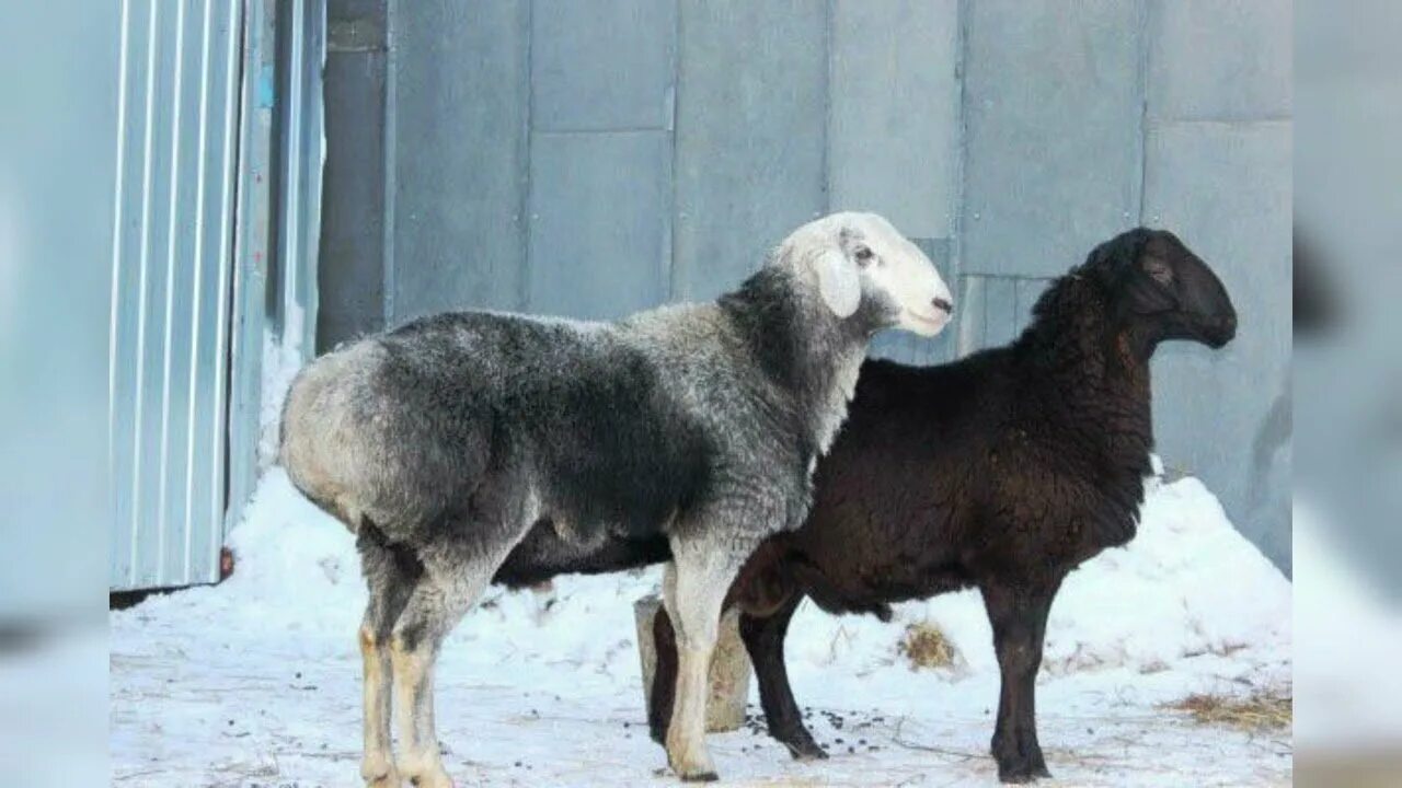 Гисар кж. Овцы порода кочкар. Гисар кж. Гиссарская курдючная порода овец. Гисар кж.