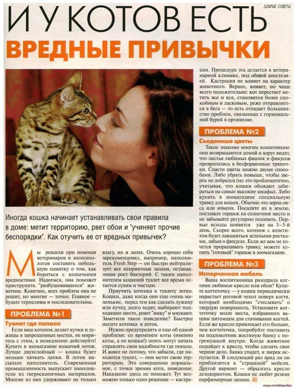 Какой запах не любят кошки. Поведение и привычки кошек. вредные привычки кошек. какие привычки у кота. запахи которые не любят кошки.