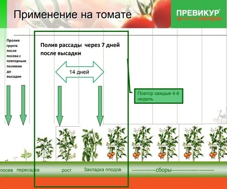 Сколько растут томаты. Стадии развития рассады томатов. Фазы развития томата схема. Томаты этапы развития. Этапы роста рассады томатов.