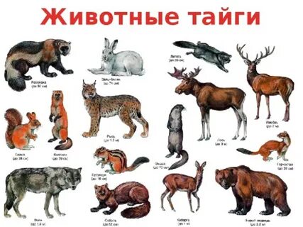 Какие есть животные на т