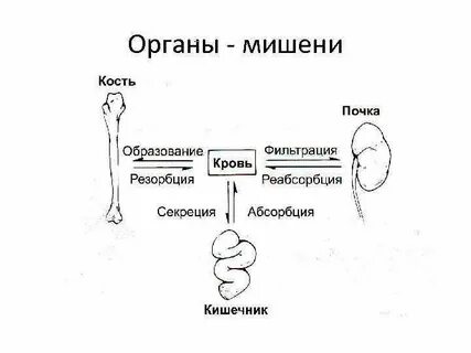 Орган мишень гипофиза