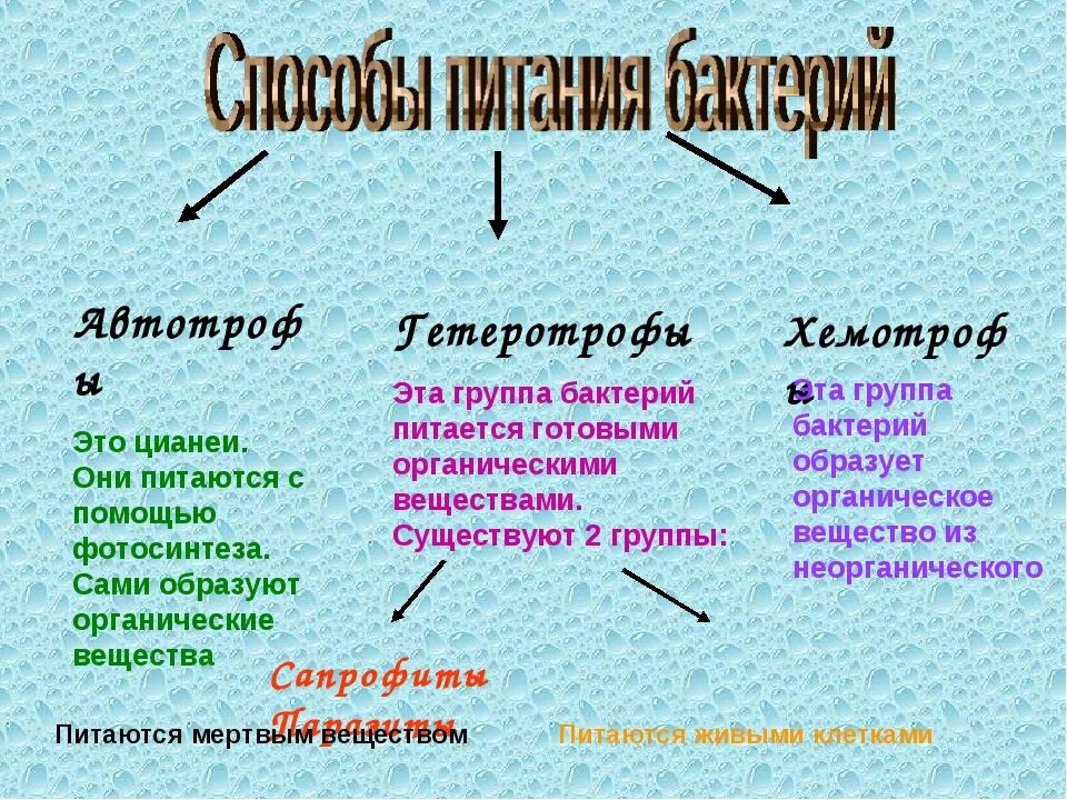 Бактерии Тип питания хемотрофы. Хемотрофный Тип питания. Группы хемотрофных организмов. Хемотрофы это кратко. Типа попита