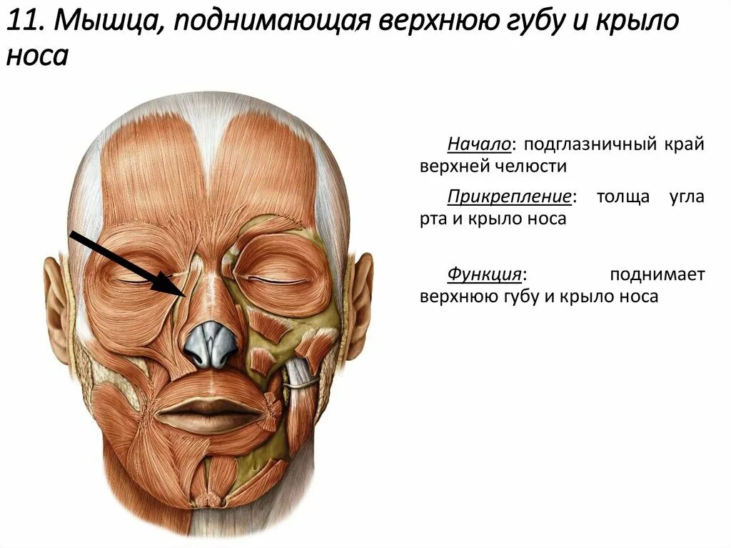 Губы мышцы рта. Мышца поднимающая верхнюю губу и крыло носа. , Мышца, поднимающая верхнюю ГУ. Мышца поднимающая крыло носа. Мышца поднимающая верхнюю губу и кредо носа.