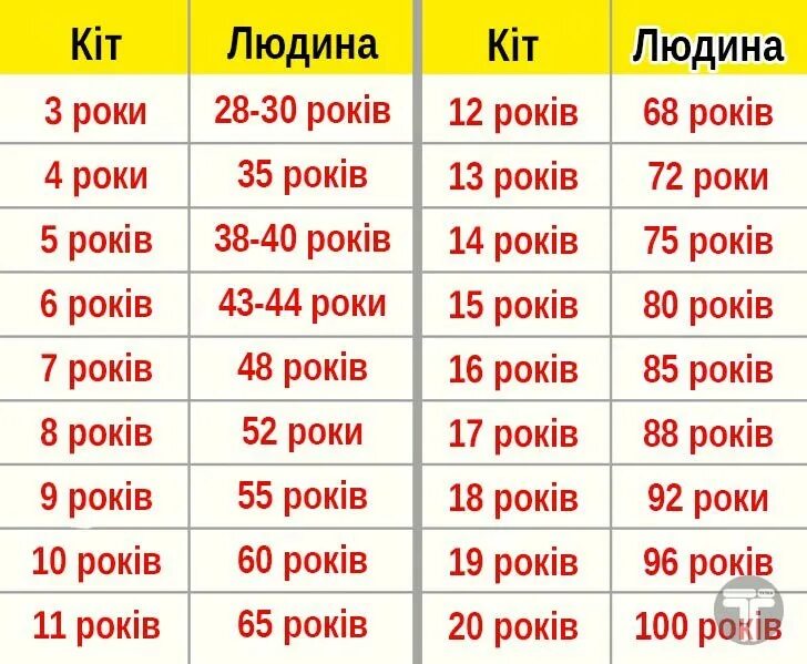 Кошачий Возраст. Год жизни кота по человеческим меркам. Годы котов по человеческим меркам. Таблица кошачьих лет и человеческих лет.