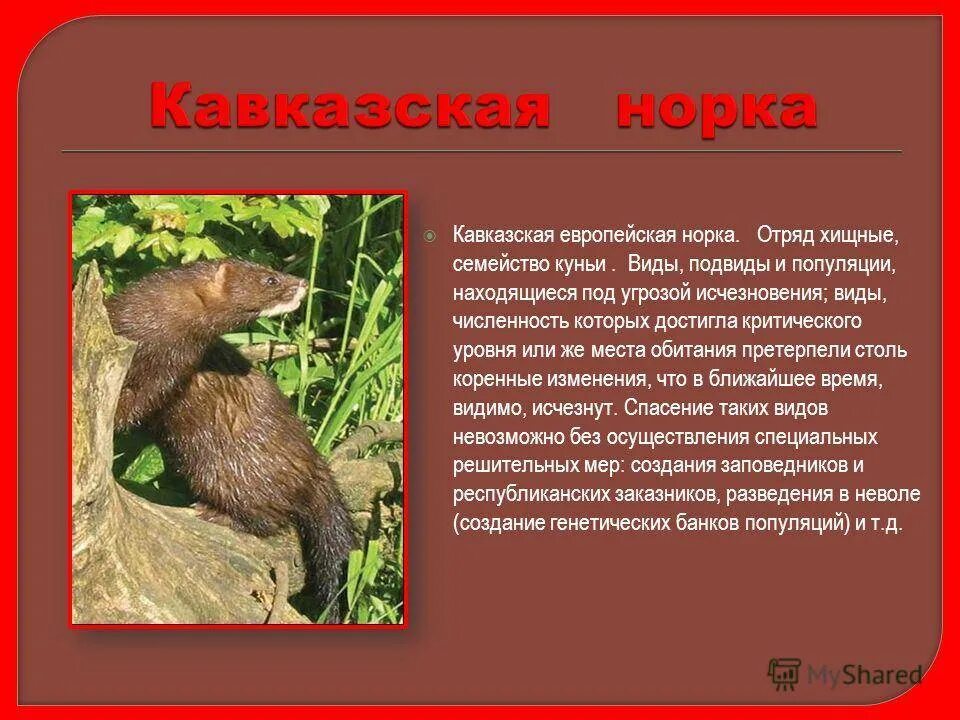 Европейская норка ареал обитания. Северная европейская норка. Норка европейская красная. Европейская норка описание из красной книги. Место обитания европейской норки.
