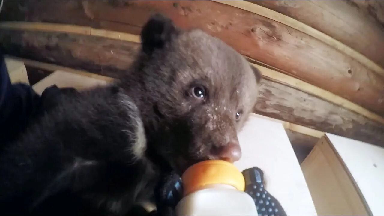 Медвежонок ест мороженое. Медвежонок гризли. Медведи съедают медвежат. Бурый медведь ест ягоды. Медведи съедают медвежат.