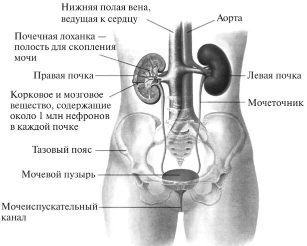 Показать где находятся почки. Строение тела почки. почки человека схема расположения органов. расположение почек у человека спереди. анатомия человека сзади почки.