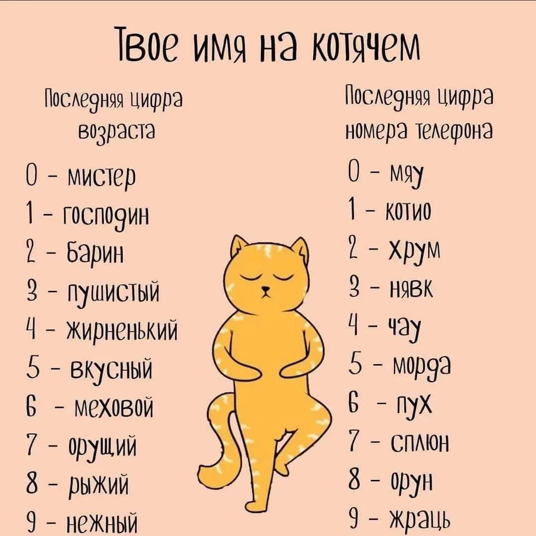 Как на щватт кота мальчик. Имена для кошек. Имена для котят. Имена для кошек девочек.