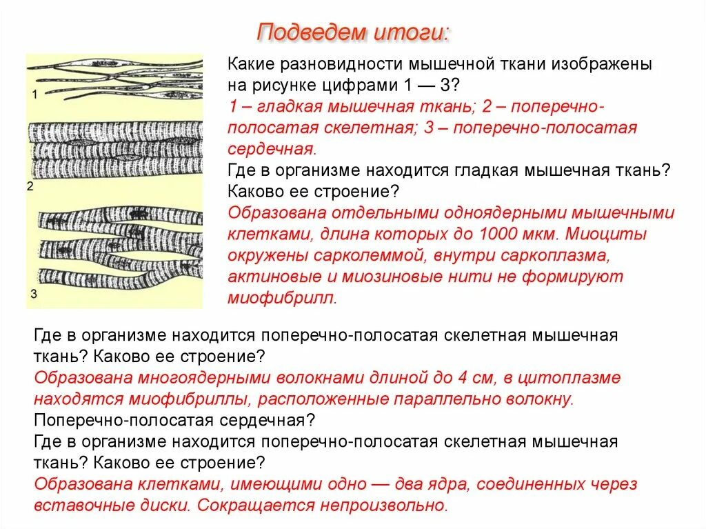 Особенности строения мышечной ткани ответ. Строение гладкой и поперечно полосатой мышечной ткани. Поперечно-полосатая Скелетная мышечная ткань. Поперечно-полосатая сердечная мышечная ткань строение. Клетки поперечно-полосатой сердечной мышечной ткани.