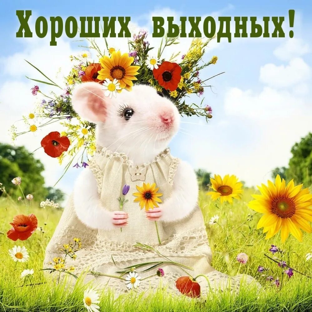 Добрых выходных картинки. Хороших выходных. Добрых выходных. Хороших тебе выходных. Открытка "выходной".