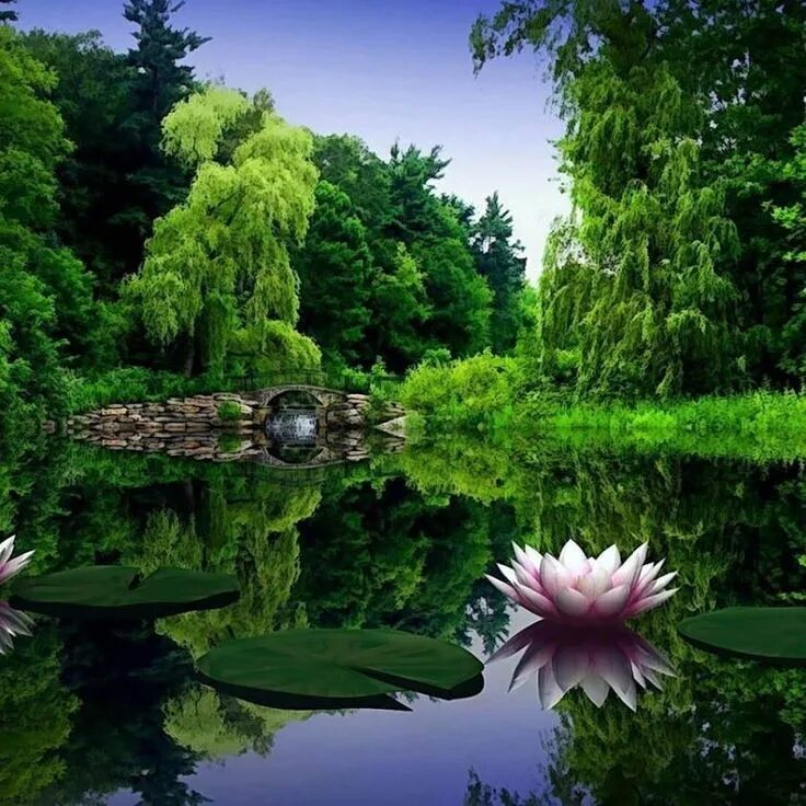 Мерцающие природа. Сказочный пруд. живая природа. красивые открытки с природой. анимация природа.