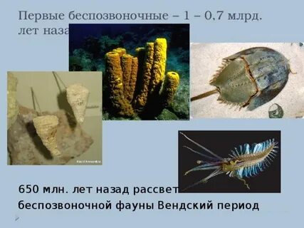 Первые беспозвоночные