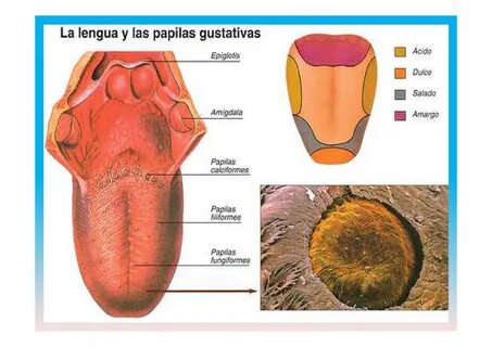 Cómo reproducir lengua de suegra