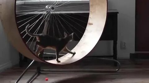 Беговые кошки