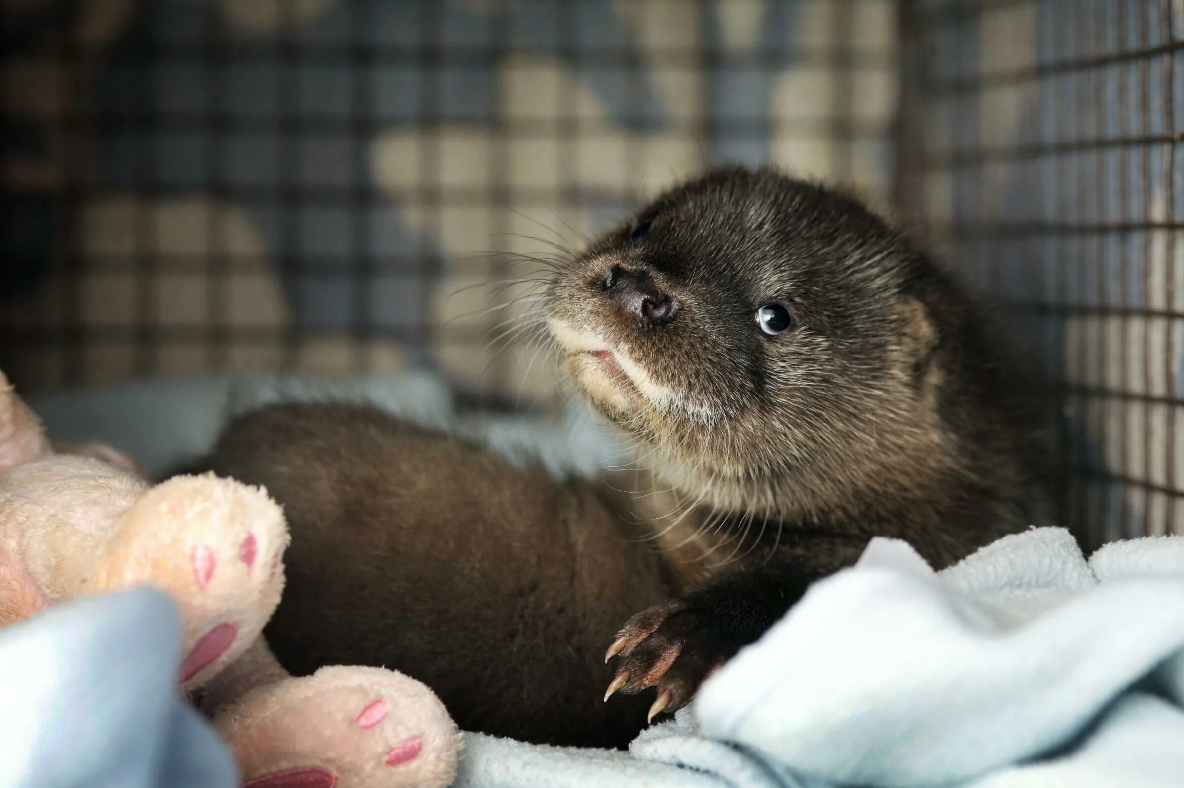 Новорожденная норка. Ребенок норки. Европейская норка потомство. Ребенок норки. Ребенок норки.