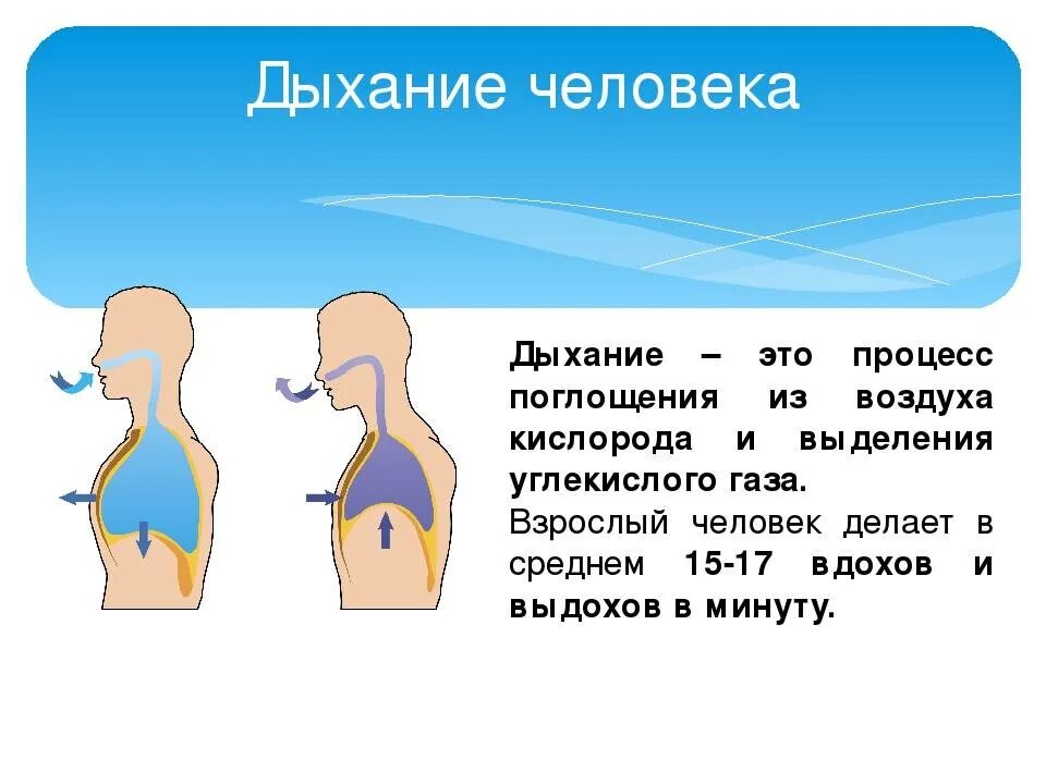 Вдох выдох выдох впр. Дыхание человека. Человек дышит кислородом. Человек дышиткислород. Процесс дыхания.