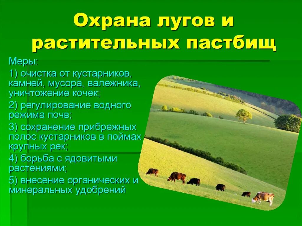 Охрана растительности лугов и пастбищ. Охрана природных сообществ Луга. Охрана Лугового сообщества человеком. Луг и человек. Чем поле отличается от луга кратко