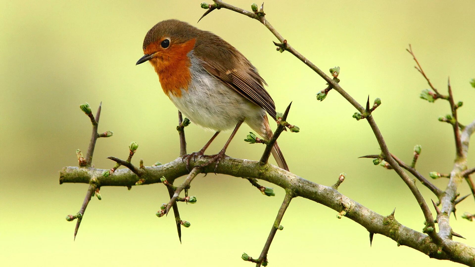 Зарянка. Зарянка химки. Зарянка киржач. Тюмень деревня зарянка. Зарянка малиновка мухолов.