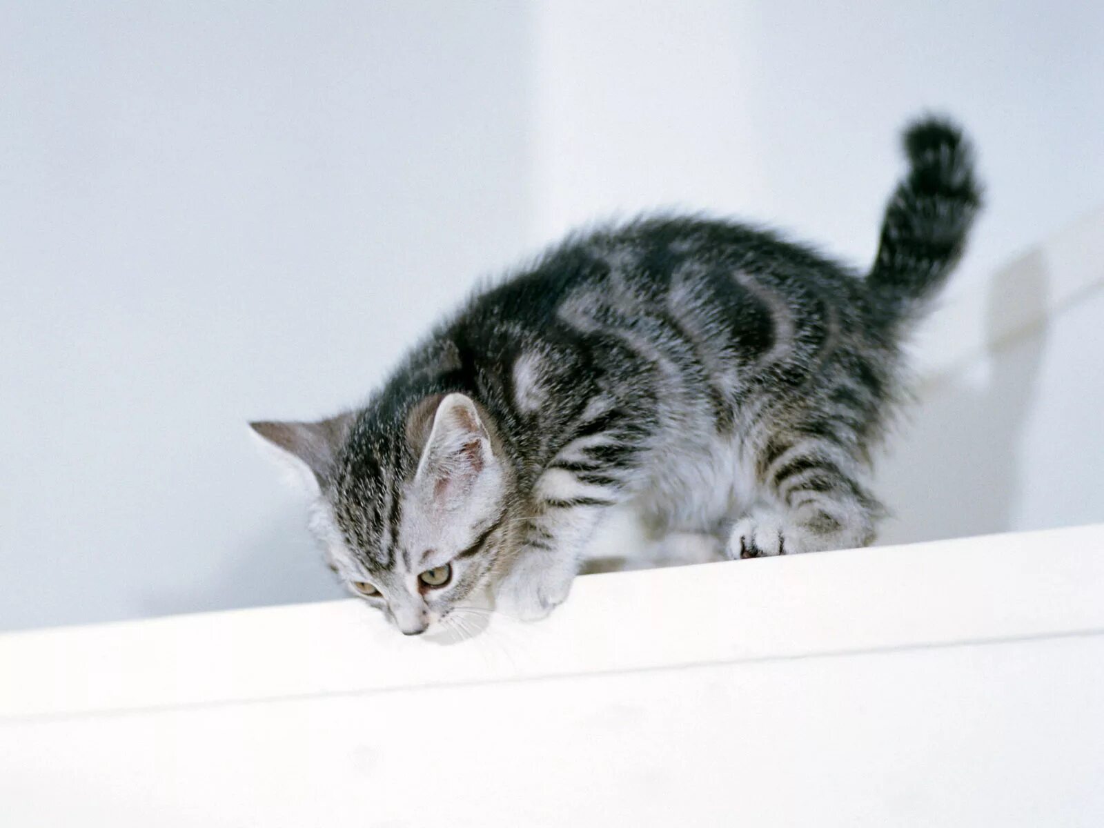 Кот смотрит вниз. Котенок в квартире. кот готовится к прыжку. кошка приготовилась к прыжку. котенок прыгает.