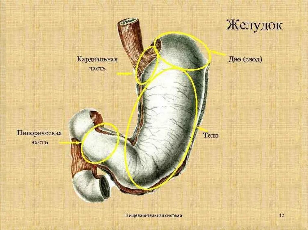 Какие отделы имеет желудок. Части желудка анатомия. Пилорический отдел желудка анатомия. Строение желудка части. Кардиальная часть желудка анатомия.