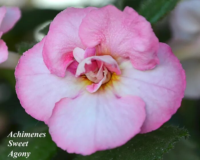 ахименес sweet agony. ахименес sweet agony. ахименес sweet agony. Sweet agony. Sweet pain 1969.