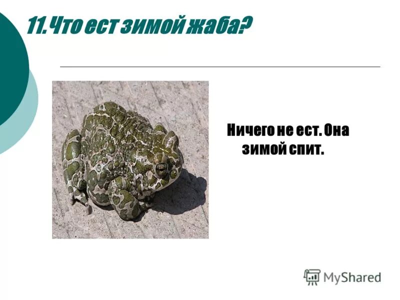 что ест жаба зимой. что ест зимой жаба. сухопутная лягушка. жаба в снегу. чем питаются жабы зимой.