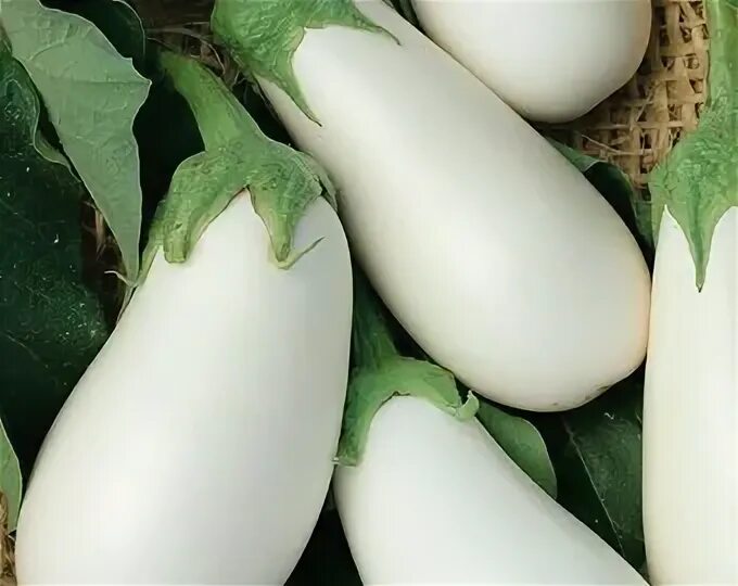 Баклажаны белого цвета. Баклажаны белого цвета