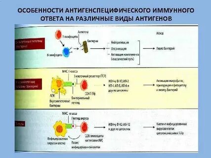 Роль антигенов в иммунном ответе