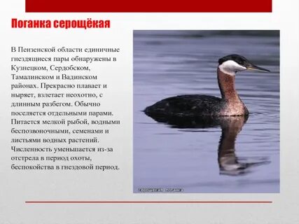 Красная книга пензенской