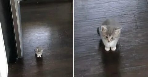 Найден маленький котенок