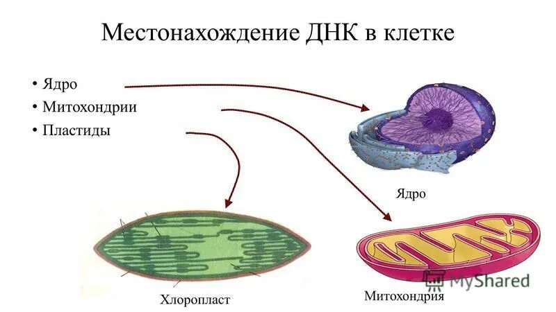 Кольцевая хромосома в митохондриях