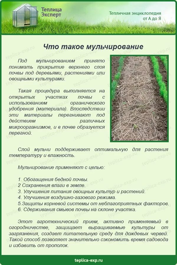 Методы улучшения почвы. Агротехнические приемы. цветы для улучшения почвы. способы улучшения почвы. мульчирование опилками в теплице.