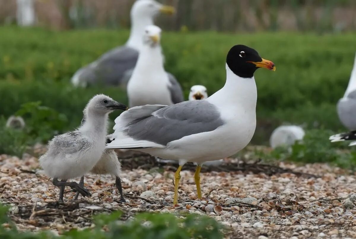 Черноголовый хохотун. Черноголовый хохотун (Larus ichthyaetus). Черноголовый хохотун - Larus ichthyaetus Pallas, 1773. Черноголовый хохотун – Larus ichthyaetus Pallas. Ростовский заповедник черноголовый хохотун.