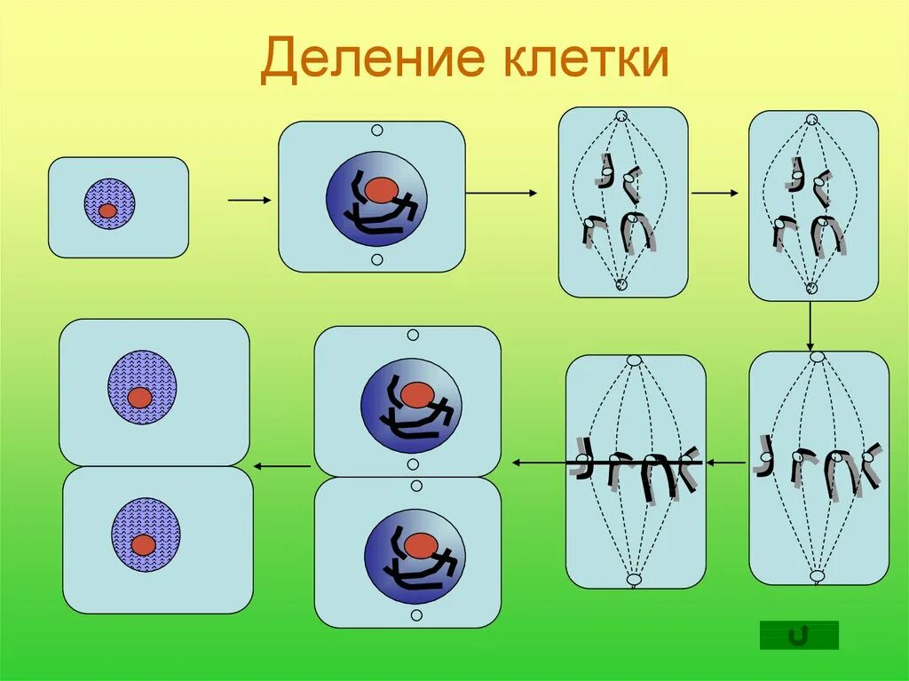 Что дает деление клетки