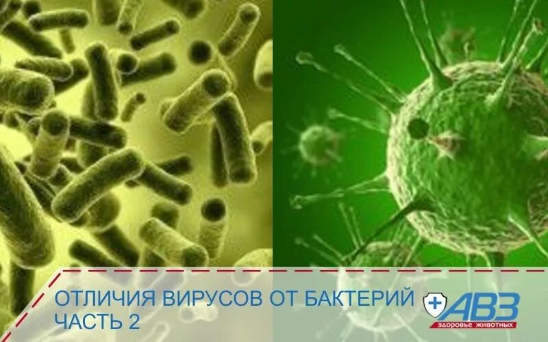 Вирусы в отличие от бактерий ответ. Чем отличается вирус от бактерии. Вирусы отличаются от бактерий. Чем отличаются вирусы от бактериев. Вирусы отличаются от бактерий.