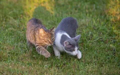На утреннюю прогулку кошка вышла раньше