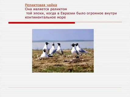 Рассказ под чаек
