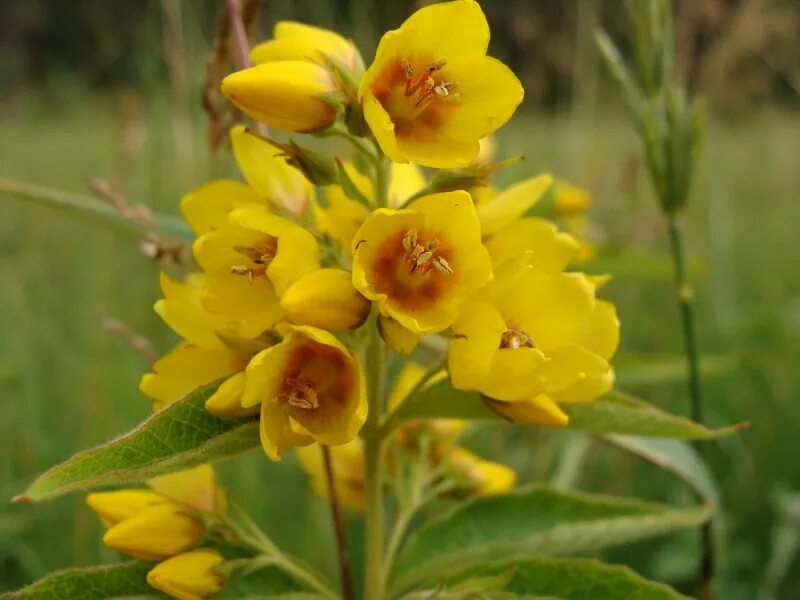 Вербейник мутовчатый. Вербейник медоносность. Вербейник златовласка. Вербейник лебединая шея. Вербейник обыкновенный на латыни.