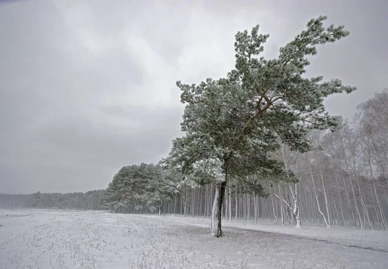 белоснежное дерево. деревья трещали от холода. лиственные деревья зимой.