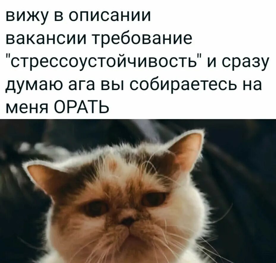 Стрессоустойчивость котик. Стрессоустойчивость вы собираетесь на меня орать. Вы собираетесь на меня орать. Мем стрессоустойчивость мемы про стрессоустойчивость.