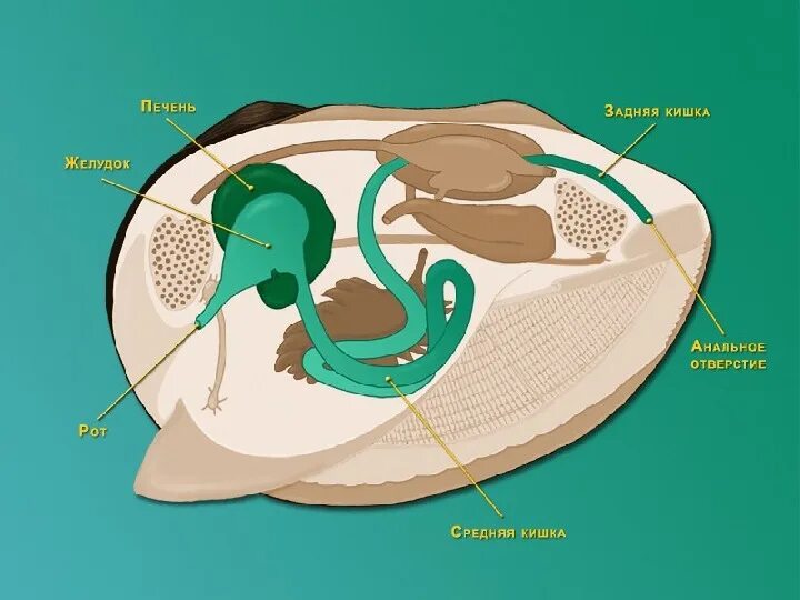 Выделительная система двустворчатых моллюсков. Выделиельнаясистема двустворчатых. Двустворчатые моллюски пищеварительная система. Система пищеварения двустворчатых моллюсков.