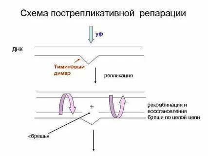 Пострепликативная репарация днк