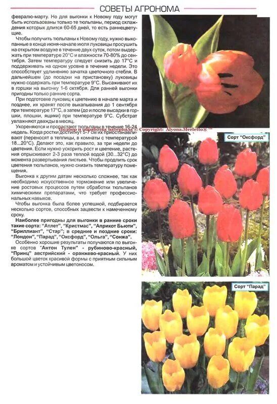 Что делать с луковицей тюльпана после выгонки. Сроки цветения тюльпанов. сорта тюльпанов по луковицы. тюльпан период цветения. таблица выгонки тюльпанов.