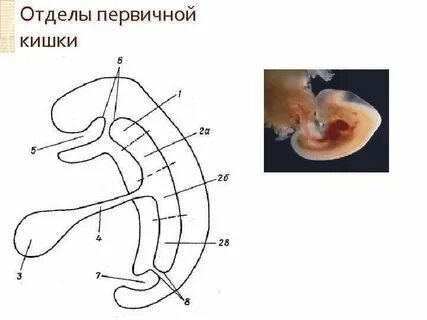 Кишечник эмбриона